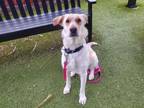 Adopt ARBY a Labrador Retriever, Mixed Breed