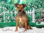 Adopt LEXI a Black Mouth Cur, Mixed Breed