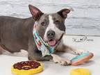 Adopt BELLA a Boxer, Pit Bull Terrier