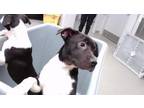 Adopt POCKET a Pit Bull Terrier, Mixed Breed