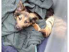 Adopt ETHEL a German Shepherd Dog, Mixed Breed