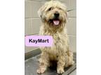 Adopt KayMart a Terrier