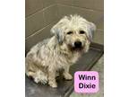 Adopt Winn Dixie a Terrier
