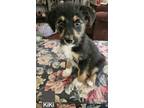 Adopt KiKi Lonestar a Wire Fox Terrier