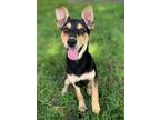 Adopt Roxi Lonestar a Miniature Pinscher