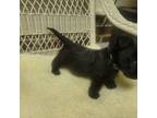 AKC male scottie puppy