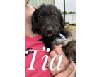 Adopt Tia Lonestar a Schnauzer