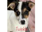 Adopt Twinkle Lonestar a Terrier