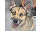 Adopt Fate a Mixed Breed