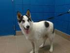 Adopt MARY JANE a Border Collie