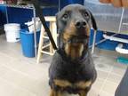 Adopt ARIES a Rottweiler, Mixed Breed