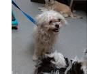 Adopt CHELSEA a Lhasa Apso, Mixed Breed