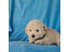 Poodle (Toy) Puppy for sale in Eatonton, GA, USA