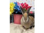 Adopt SOLITAIRE a Bunny Rabbit