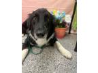 Adopt LOVE a Border Collie