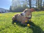 Adopt Goldie a Pit Bull Terrier, Rottweiler