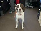 Adopt Meisha a Pointer