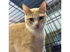 Adopt DeeDee a Domestic Short Hair