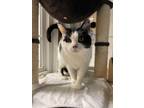 Adopt Chocolate Chip a Domestic Short Hair