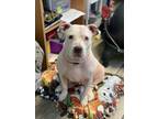 Adopt Tater a Pit Bull Terrier