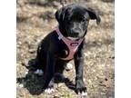 Adopt Callie a Labrador Retriever