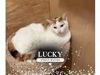 Adopt Lucky a Domestic Short Hair