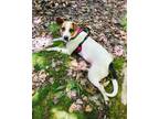 Adopt Gilly a Mixed Breed