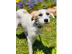 Adopt Faith a Terrier