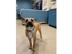 Adopt Root Beer a Black Mouth Cur
