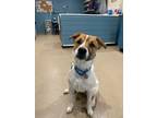 Adopt A&W a Jack Russell Terrier