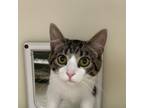 Adopt Sally a Domestic Short Hair