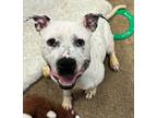 Adopt Serenity a Pit Bull Terrier, Mixed Breed