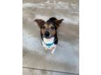 Adopt Curly a Parson Russell Terrier, Mixed Breed