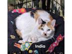 Adopt India a Domestic Short Hair, Calico