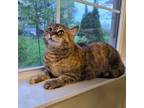 Adopt Dolly - available for Foster to Adopt a Domestic Short Hair