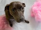 Adopt PRECIOUS a Pit Bull Terrier, Mixed Breed