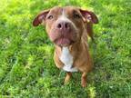 Adopt PIG a Pit Bull Terrier, Mixed Breed