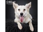 Adopt Marlee a Mixed Breed