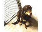 Adopt Summer Lynne a Border Collie, Mixed Breed