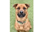 Adopt Spice a Mixed Breed