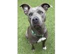 Adopt Stormy a Pit Bull Terrier, Mixed Breed