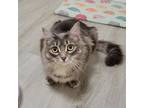 Adopt Ashes a Domestic Medium Hair