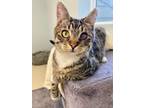 Adopt Hope a Domestic Short Hair