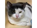 Adopt Sherry Old Forge 6 a Domestic Short Hair