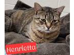 Adopt Henrietta a Domestic Short Hair