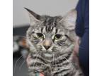 Adopt Butterfly a Domestic Short Hair