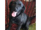 Adopt Lab Litter_3 a Black Labrador Retriever