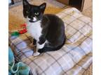 Adopt Hope a Domestic Short Hair