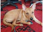 Adopt Jessi a Carolina Dog, Mixed Breed