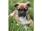 Adopt Lillian Deville a Pug, Mixed Breed
